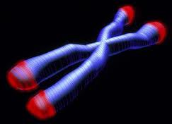 Telomers
